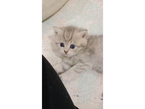 12 nisan doğumlu yavrularımız yeni yuvasını bekliyor kedim