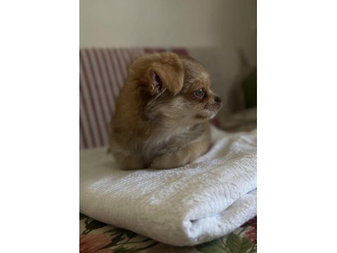 5 aylık rusya'da doğan oğlumuz chihuahua