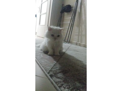 İran chinchilla