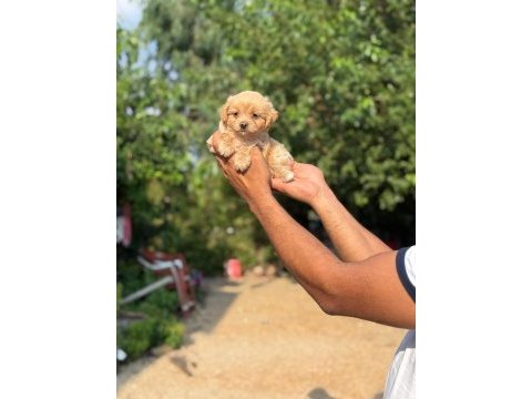 Aşılı çiş eğitimli maltipoo bebekler 