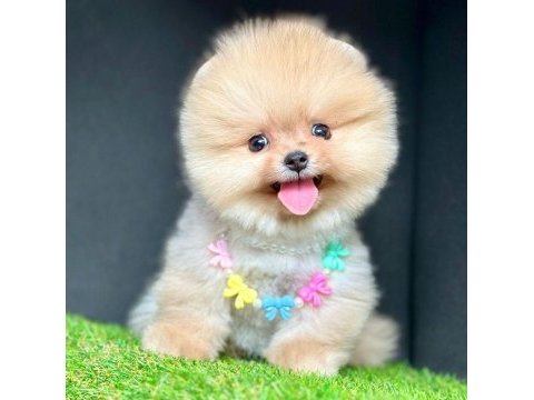 Safkan pomeranian boo bebekler