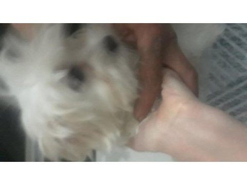 Sahiplendirilecek maltese köpeğimiz