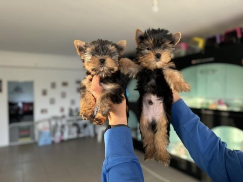 Yarışma düzeyinde tea cup yorkshire terrier