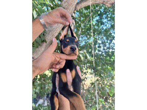 Doberman yavrularımız bursa türkiye tüm iller