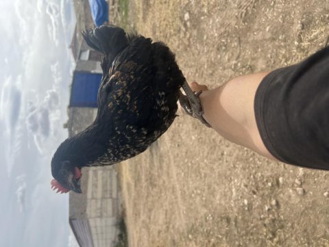 Yumurta avcıları tavuklar