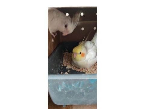 He will be albino sultan papağanlar