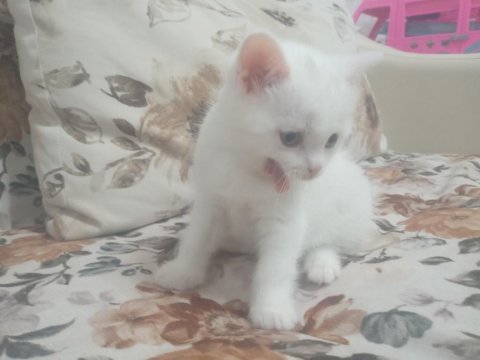 Orjinal şecereli british shorthair