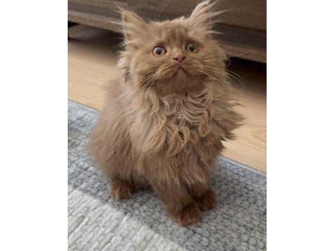 Safkan british longhair cinnamon