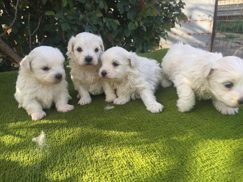 Maltese yavrular