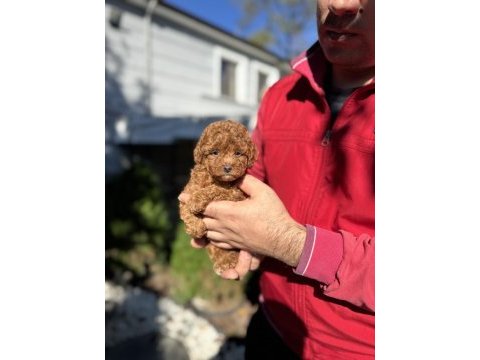Kore teacup poodle çiftlikten