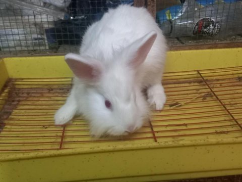 Erkek damızlık hollanda lop tavşanları