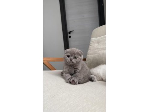 Scottish fold kedisi 55 günlük