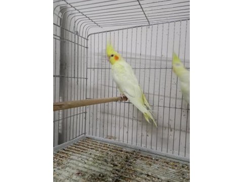 2 aylık yavru sultan papağanı