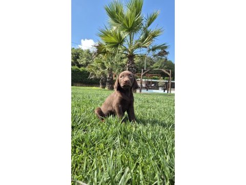 Mükemmel cholate labrador yavruları 