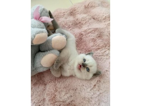 Mavi gözlü colorpoint british shorthair yavrumuz