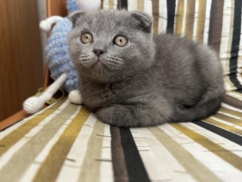 Son iki gri ve cinnamon renklerde scottish fold yavrularımız