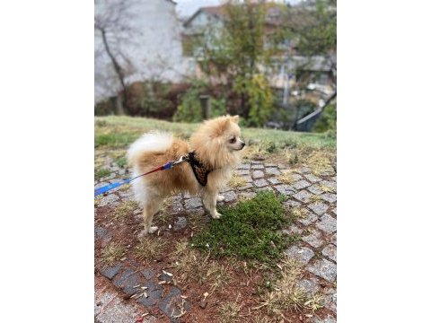7 aylık pomeranian boo
