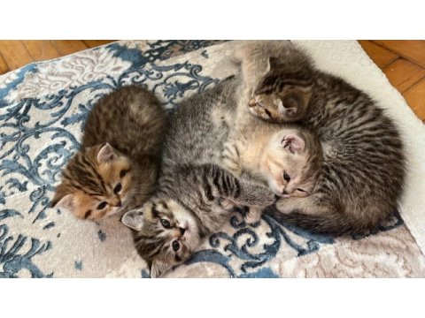 Benzersiz 4 british shorthair yavrumuz