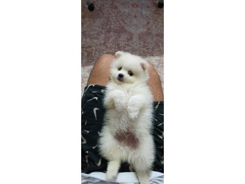Pomeranian erkek ve dişi yavrularımız