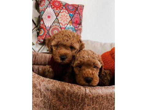 Kıvır kıvır orjinal poodle minişlerim