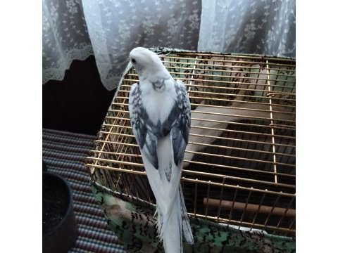 7 aylık erkek sultan papağanı