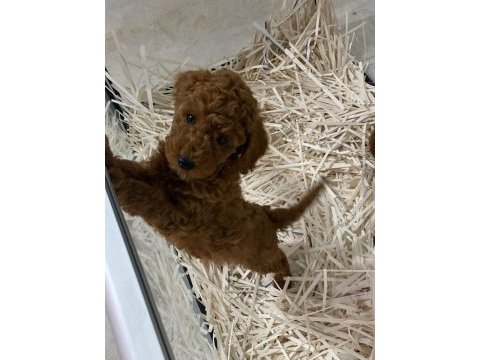 Poodle bebeklerim ailesini arıyor