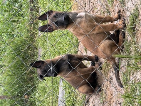 Kalitenin adresi mete köpek akademisi (malinois)