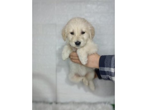 Golden retriever yavrularımız