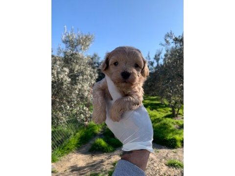 Maltipoo yavrularım