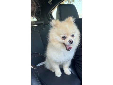 2 yaşında erkek pomeranian köpeğimiz