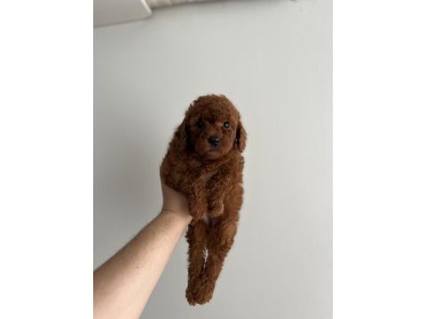 Toy poodle bebeklerimiz