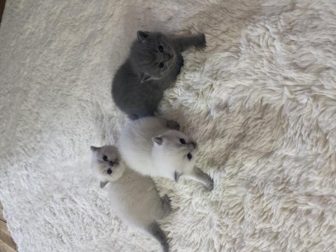 Orjinal saf kan 2 adet yavru kediler