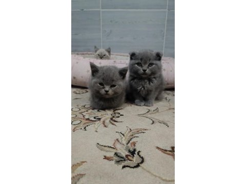 Scottish fold