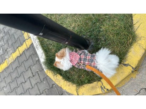 Pomeranian boo erkek 1 yaşında kısır değil