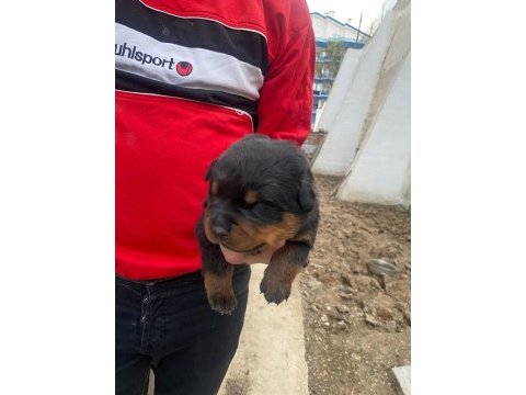 Macar rottweiler bebekler yeni yuvalarını arıyor