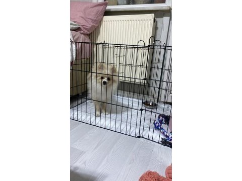 8 aylık dişi pomeranian yavrumuz