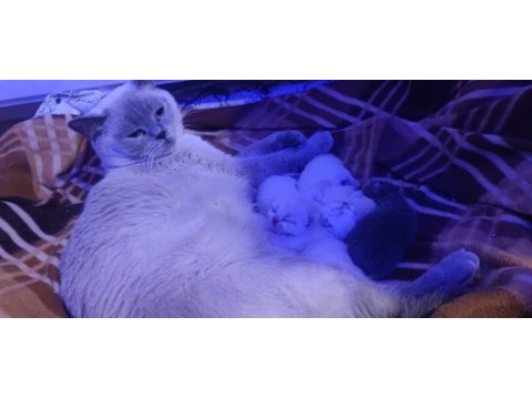 British shorthair yavrularımı sahiplendiriyorum