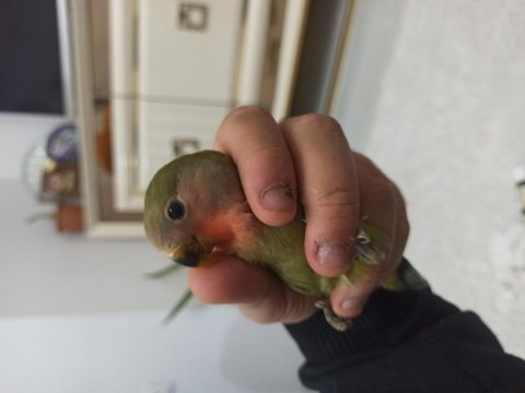 Bebek sevda papağanlar
