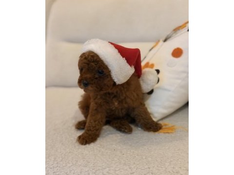 Kore kan toy poodle
