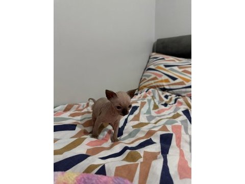 Irk garantili sphynx yavruları