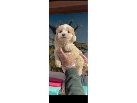 F1 maltipoo minyatür
