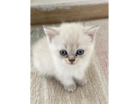 British shorthair blue point 45 günlük