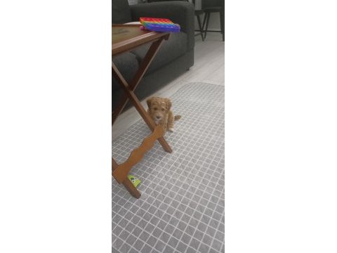 2.5 aylık maltipoo yavrumuz