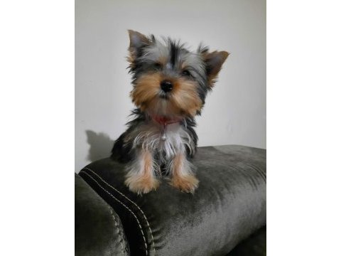 Safkan yorkshire terrier yavruları