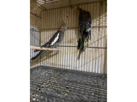 Yavru almak isteyenlere yavru büyütmüş grey takım sultan