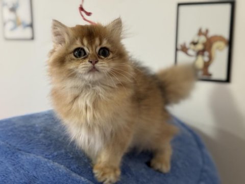 Aşılı karneli british shorthair ve longhair yavrular