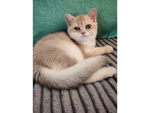 Yeşil gözlü blue golden erkek british shorthair