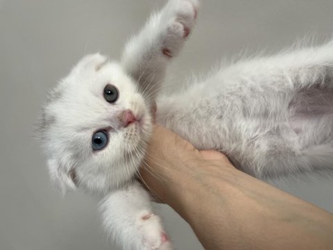 Orjinal ırkta, nadir bulunan bir cins scottish shorthair
