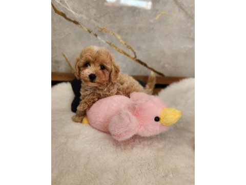 Maltipoo  yavrularımız 