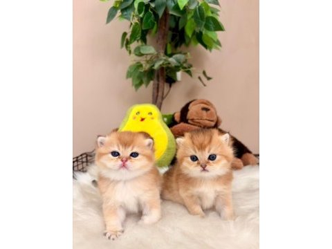 Golden british shorthair bebekler